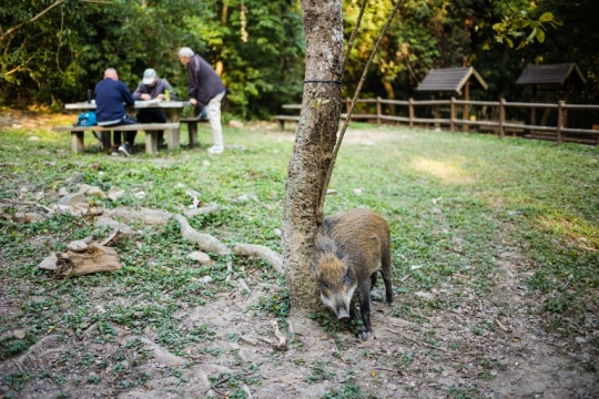 Kala Warga Hong Kong Hidup Berdampingan dengan Babi Hutan