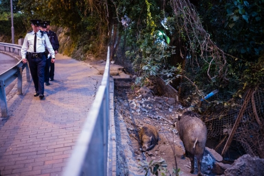 Kala Warga Hong Kong Hidup Berdampingan dengan Babi Hutan