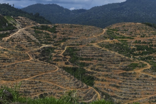 Kelestarian Hutan Malaysia Terancam Tingginya Permintaan Durian