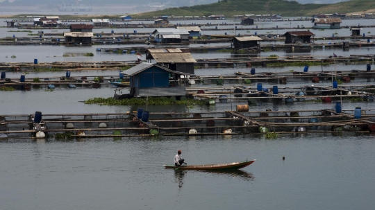 Menengok Petani Ikan Air Tawar di Waduk Jatiluhur