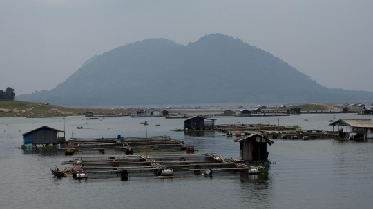 Menengok Petani Ikan Air Tawar di Waduk Jatiluhur