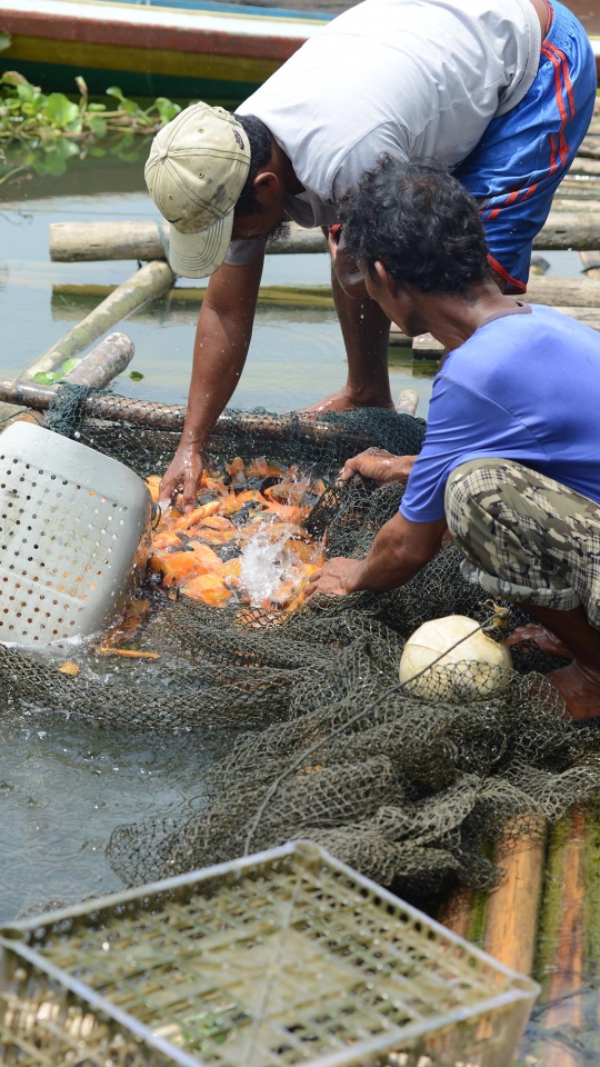Menengok Petani Ikan Air Tawar di Waduk Jatiluhur