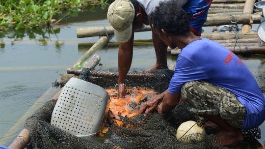 Menengok Petani Ikan Air Tawar di Waduk Jatiluhur