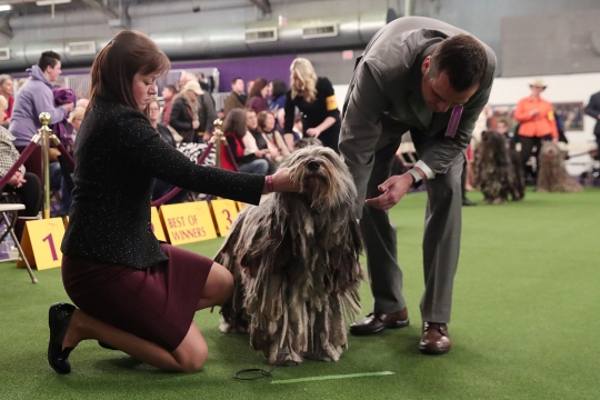 Lucunya Anjing-anjing Ini Saat Kompetisi Westminster Kennel Club Dog