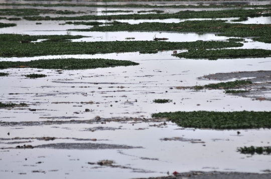 Waduk Pluit Tidak Terawat