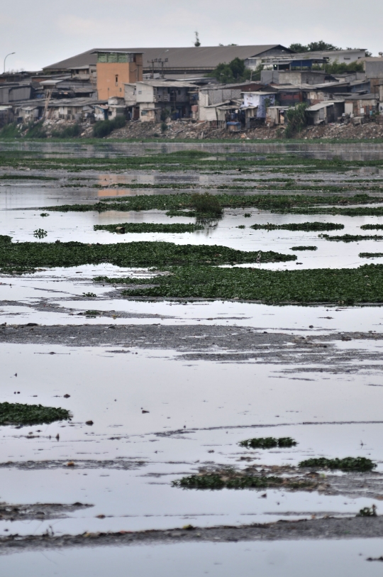 Waduk Pluit Tidak Terawat