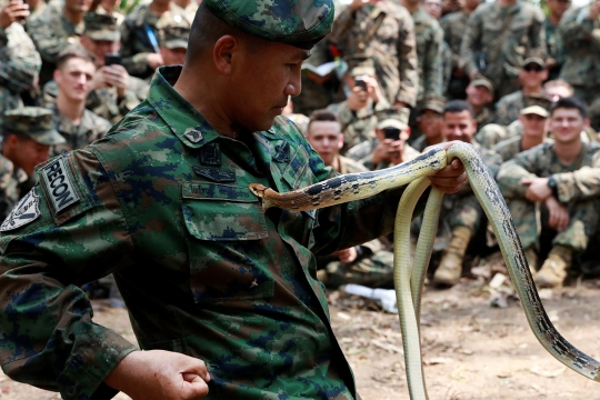 Aksi Marinir AS Minum Darah Ular Demi Bertahan Hidup di Hutan