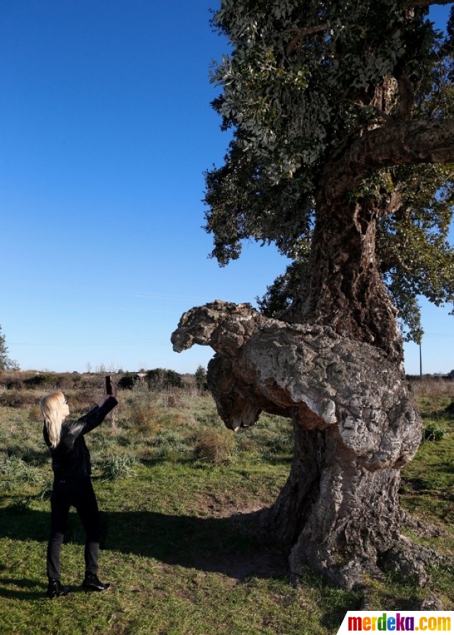 Seorang wanita mengambil foto pohon ek gabus, Pohon Prancis Tahun 2018, di Ghisonaccia di Pulau Mediterania Prancis, Corsica (14/2). Gadus adalah lapisan luar kulit pohon yang dihasilkan oleh pohon ek gabus yang memiliki berat yang ringan, tahan api, dan lentur. Pohon unik ini sebelumnya telah terpilih sebagai Pohon Prancis Tahun 2018 dan selanjutnya akan mewakili Prancis dalam kontes 'Pohon Eropa Tahun 2019' pada 28 Februari 2019 mendatang.