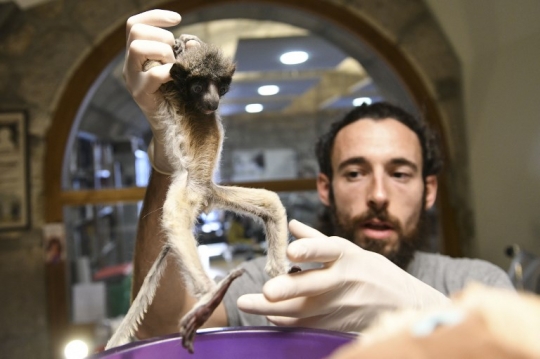 Lemur Madagaskar Terancam Punah