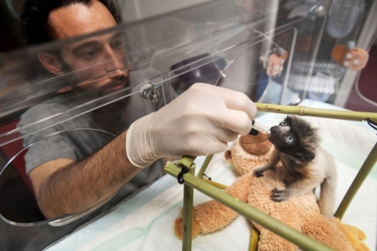 Lemur Madagaskar Terancam Punah