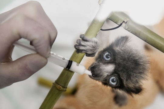 Lemur Madagaskar Terancam Punah