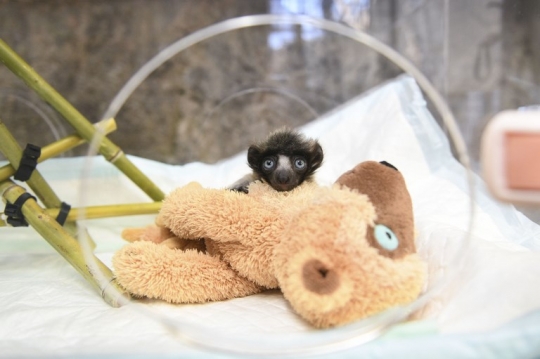 Lemur Madagaskar Terancam Punah