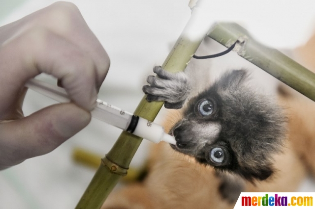 Foto Lemur Madagaskar Terancam Punah Merdeka Com