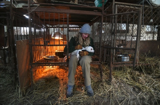 Potret Anjing di Rumah Jagal Korea yang Terancam Dijadikan Makanan