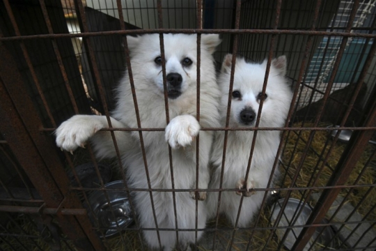 Potret Anjing di Rumah Jagal Korea yang Terancam Dijadikan Makanan