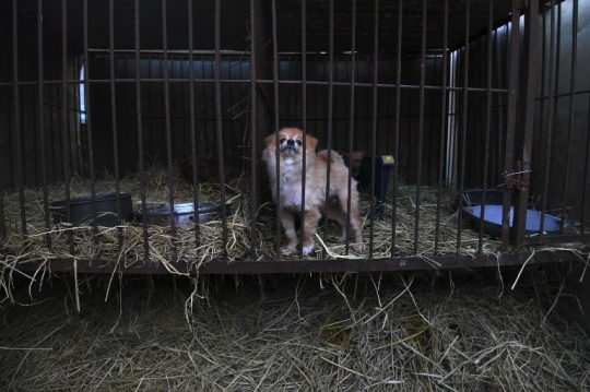 Potret Anjing di Rumah Jagal Korea yang Terancam Dijadikan Makanan