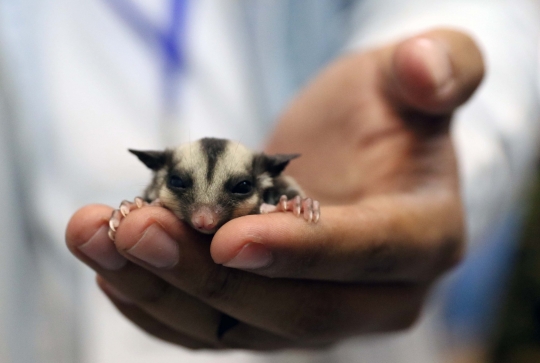 Jakarta Indonesia Pet Show 2019, Surga Pecinta Hewan Kesayangan