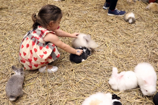 Jakarta Indonesia Pet Show 2019, Surga Pecinta Hewan Kesayangan