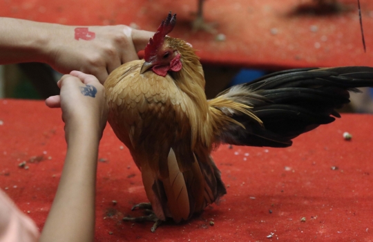 Jakarta Indonesia Pet Show 2019, Surga Pecinta Hewan Kesayangan