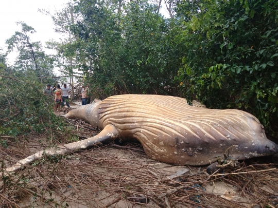 Misterius, Paus Bungkuk Ini Ditemukan Mati di Hutan Bakau Brasil