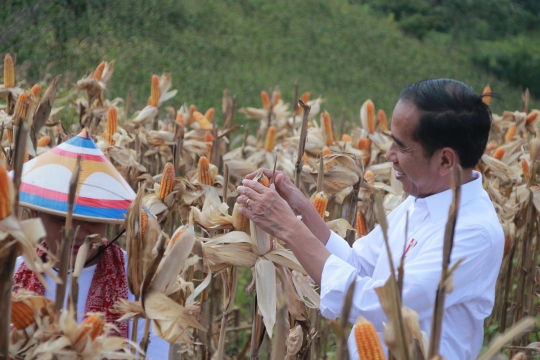 Jokowi Panen Jagung di Gorontalo