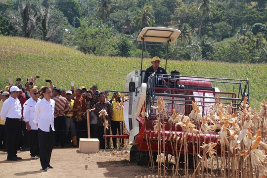 Jokowi Panen Jagung di Gorontalo