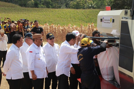 Jokowi Panen Jagung di Gorontalo