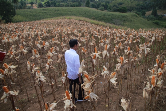 Jokowi Panen Jagung di Gorontalo