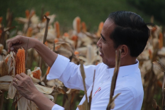 Jokowi Panen Jagung di Gorontalo