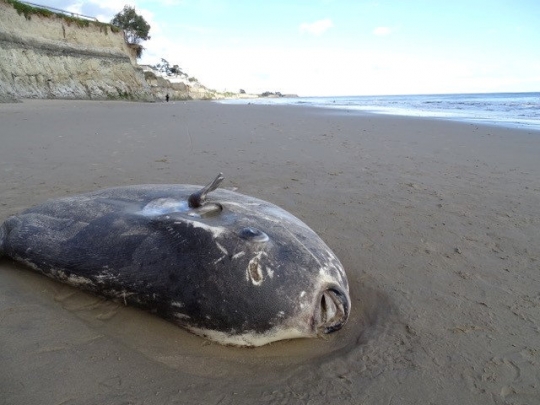 Penampakan Ikan Aneh yang Terdampar di Pantai California