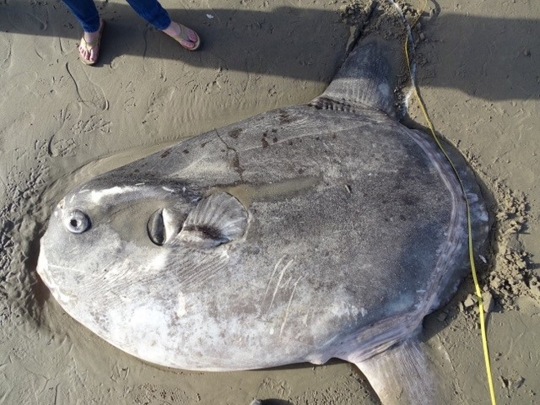 Penampakan Ikan Aneh yang Terdampar di Pantai California