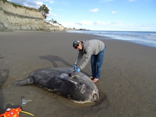 Penampakan Ikan Aneh yang Terdampar di Pantai California