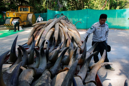 Myanmar Musnahkan Ratusan Gading Gajah dan Tanduk Hewan Ilegal