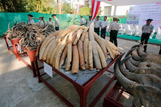 Myanmar Musnahkan Ratusan Gading Gajah dan Tanduk Hewan Ilegal