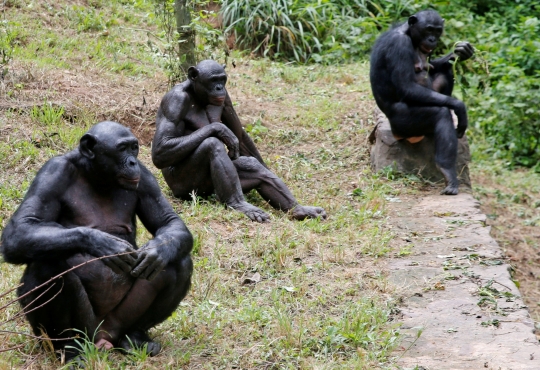Menengok Kehidupan Kera Bonobo, Kerabat Terdekat Manusia di Kongo