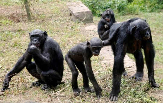 Menengok Kehidupan Kera Bonobo, Kerabat Terdekat Manusia di Kongo