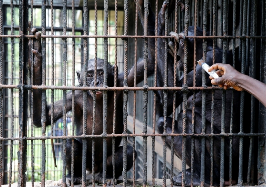 Menengok Kehidupan Kera Bonobo, Kerabat Terdekat Manusia di Kongo