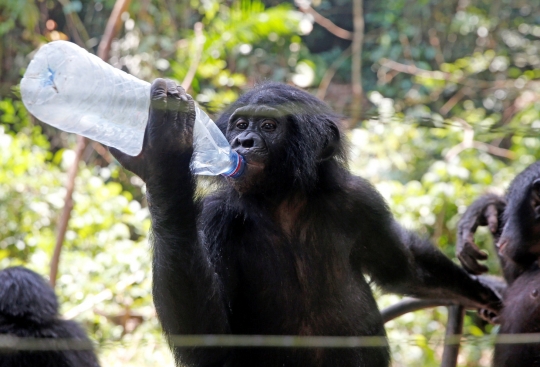 Menengok Kehidupan Kera Bonobo, Kerabat Terdekat Manusia di Kongo