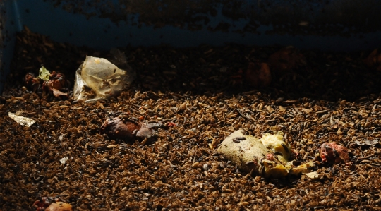 Pemkot Depok Gunakan Ulat Maggot untuk Kurangi Sampah