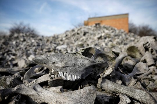 Penampakan 'Gunung' Tulang di Serbia