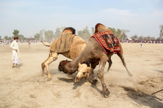 Melihat Tradisi Adu Unta di Pakistan