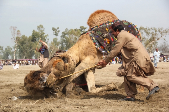 Melihat Tradisi Adu Unta di Pakistan