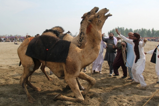 Melihat Tradisi Adu Unta di Pakistan