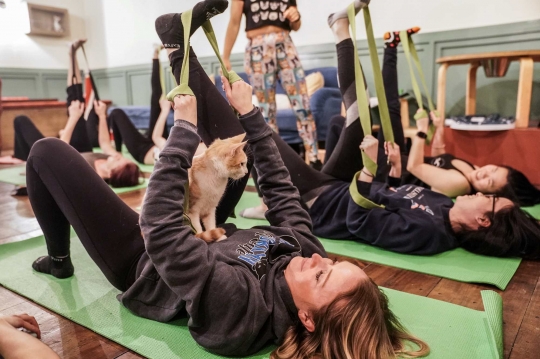 Relaksasi Yoga Bersama Kucing