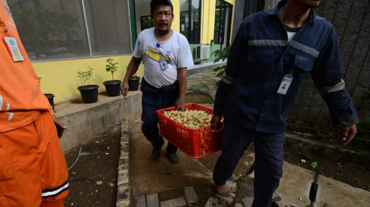 Panen Dukuh dan Salak, Anies Baswedan Tetapkan CBC Jadi Lokasi Wisata Alam