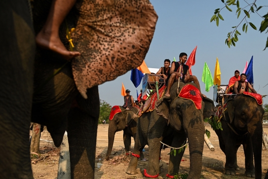 Balap Gajah Vietnam, Antara Sorak Sorai dan Kecaman