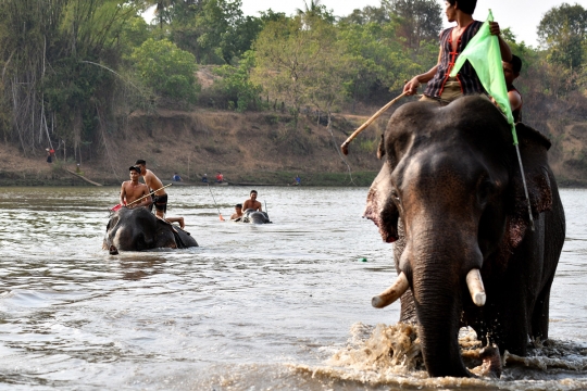 Balap Gajah Vietnam, Antara Sorak Sorai dan Kecaman