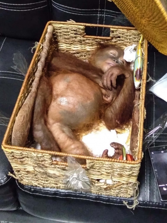 Malangnya Orangutan di Bali Diselundupkan dalam Kotak Rotan