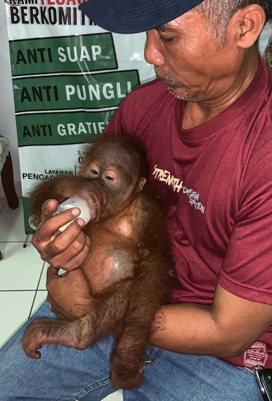Malangnya Orangutan di Bali Diselundupkan dalam Kotak Rotan