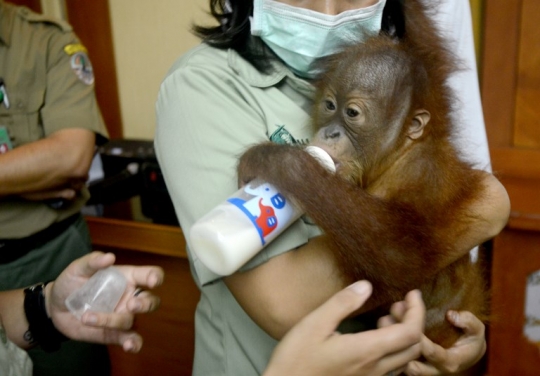 Kondisi Bayi Orangutan yang Diselamatkan Petugas dari Upaya Penyelundupan WN Rusia